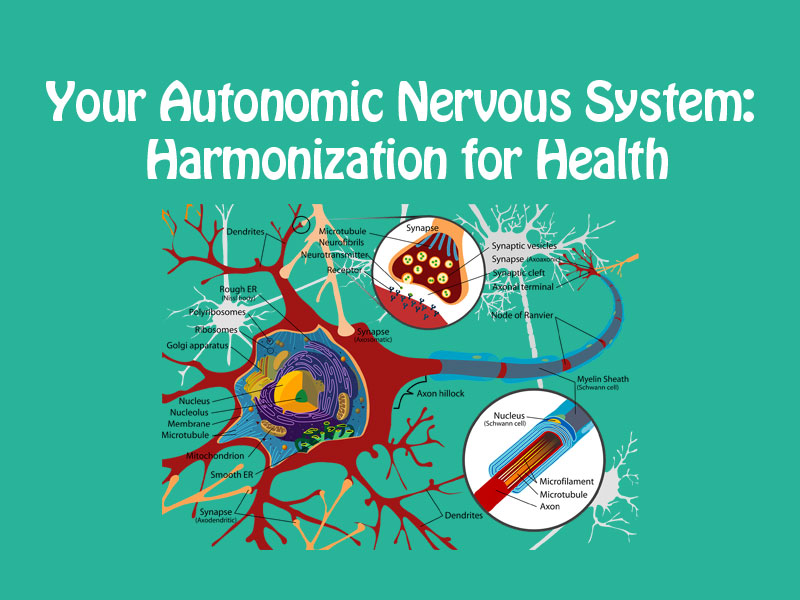 part diagram of nerves, cells, and neurons to illustrate autonomous nervous system