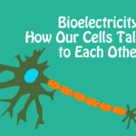 diagram of neurons connecting to illustrate bioelectricity communication in cells