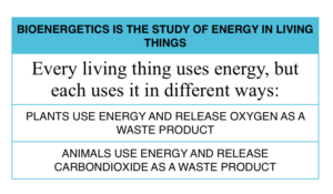 chart summarizing energy use in plants and animals to illustrate bioenergetics